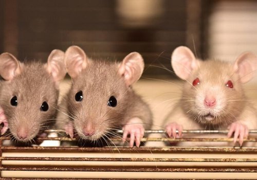 Регулярное употребление газировки значительно ухудшает память у крыс